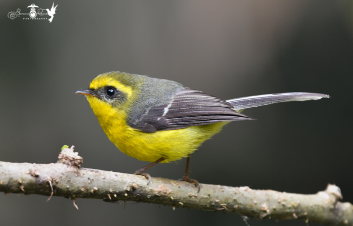 Yellow Bellied Fantail